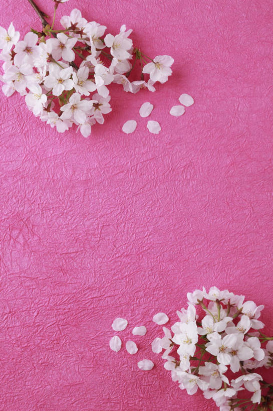 无人,竖图,俯视,室内,特写,白天,植物,樱花,静物,许多,粉色背景,盛开,花,花瓣,花朵,花卉,鲜花,粉色,花蕊,摄影,影棚,仙樱花,福岛樱,青肤樱,荆桃,彩图,高角度拍摄,影棚拍摄,拍摄