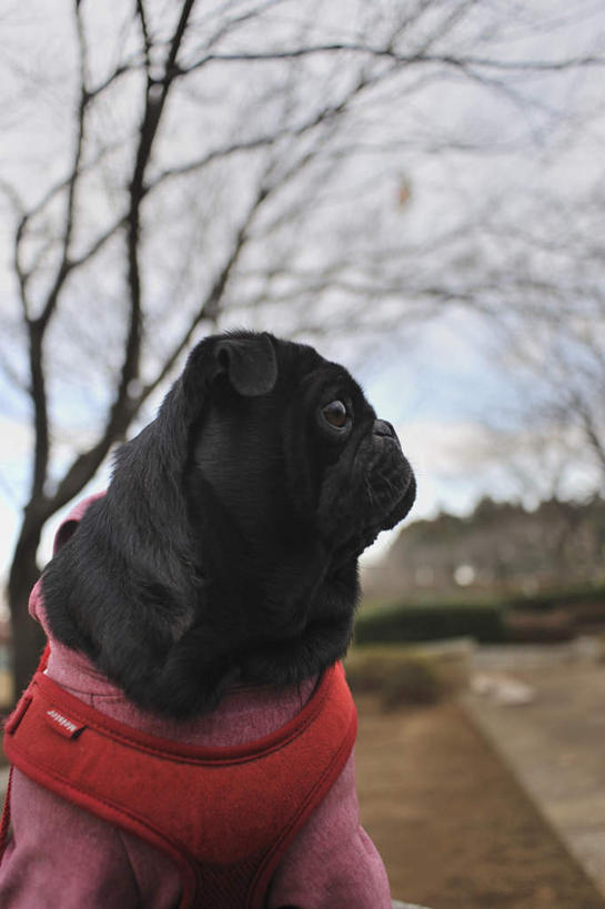 无人,坐,竖图,室外,白天,正面,T恤衫,幸福,纯洁,植物,樱花,宠物,狗,一条,阴影,朦胧,模糊,盛开,光线,影子,T恤,花蕾,注视,花,花瓣,花朵,鲜花,树,树木,红色,绿色,黑色,阳光,自然,动物,花苞,花蕊,观察,看,可爱,哈巴狗,生长,成长,观看,等待,察看,生命,关注,忠诚,仙樱花,福岛樱,青肤樱,高尚,巴哥,巴哥犬,热烈,犬,荆桃,坐着,半身,彩图