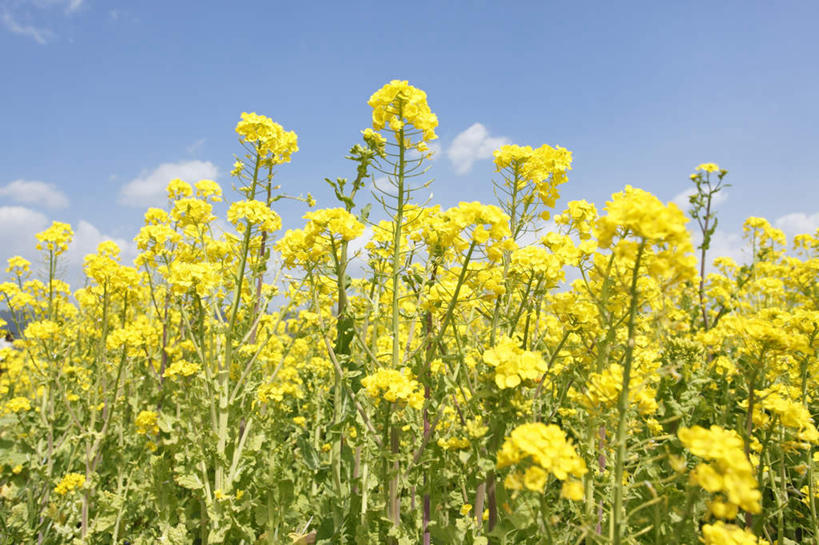 无人,横图,室外,白天,仰视,旅游,度假,花海,花圃,美景,植物,叶子,许多,盛开,景观,绿叶,花蕾,娱乐,花,花瓣,花朵,花卉,鲜花,黄色,绿色,自然,花丛,花田,花苞,花蕊,油菜花,享受,休闲,嫩叶,景色,放松,生长,成长,自然风光,叶,叶片,彩图,低角度拍摄,芸苔,芸薹