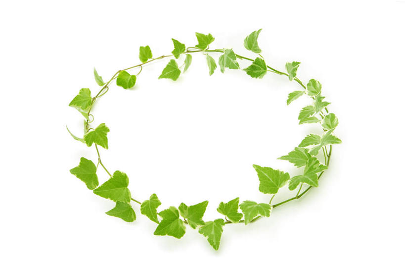 无人,横图,俯视,室内,特写,白天,白色背景,植物,叶子,环绕,围绕,圆形,花环,圆环,长春藤,常春藤,绿叶,一个,绿色,嫩叶,摄影,影棚,单个,环形,永恒,不朽,忠实,洋常春藤,叶,叶片,彩图,高角度拍摄,影棚拍摄,拍摄,常青藤