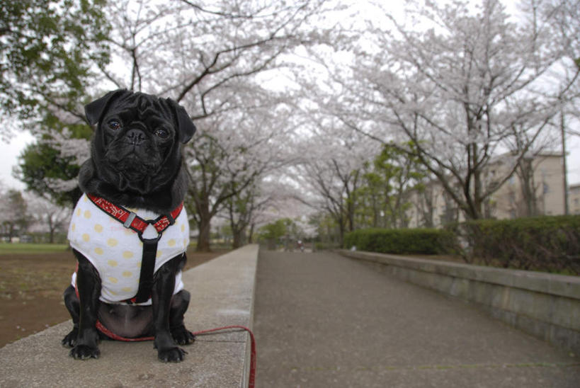 无人,坐,横图,室外,白天,正面,植物,道路,街道,路,公路,樱花,宠物,狗,一条,交通,注视,树,树木,衣服,粉色,绿色,黑色,自然,动物,观察,看,可爱,哈巴狗,生长,成长,观看,察看,关注,忠诚,仙樱花,福岛樱,青肤樱,巴哥,巴哥犬,马路,犬,荆桃,坐着,彩图,全身