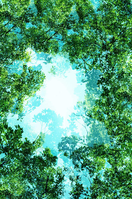 无人,竖图,室内,白天,仰视,旅游,度假,美景,植物,叶子,东京,日本,亚洲,景观,绿叶,娱乐,树,树木,蓝色,绿色,蓝天,天空,自然,天,享受,休闲,嫩叶,景色,放松,生长,成长,自然风光,东亚,本州,关东地方,本州岛,日本国,东京都,叶,叶片,彩图,低角度拍摄