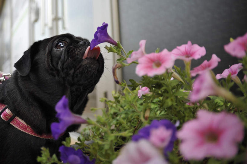 无人,站,横图,室内,特写,白天,侧面,植物,喇叭花,宠物,狗,叶子,许多,朦胧,模糊,盛开,绿叶,注视,闻,花,花瓣,花朵,花卉,鲜花,粉色,紫色,黑色,动物,花蕊,观察,看,站着,嫩叶,可爱,哈巴狗,观看,察看,嗅,关注,忠诚,牵牛,牵牛子,勤娘子,碧冬茄,朝颜花,灵芝牡丹,巴哥,巴哥犬,牵牛花,叶,叶片,犬,站立,半身,彩图