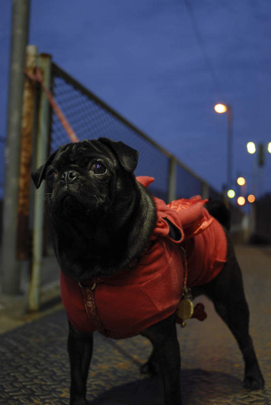 无人,栏杆,站,竖图,室外,夜晚,正面,路灯,夜景,宠物,狗,照明,一条,围栏,灯光,注视,护栏,灯,蓝色,黑色,蓝天,天空,动物,天,观察,看,站着,可爱,哈巴狗,观看,照亮,察看,照明设备,关注,忠诚,巴哥,巴哥犬,犬,站立,彩图,全身