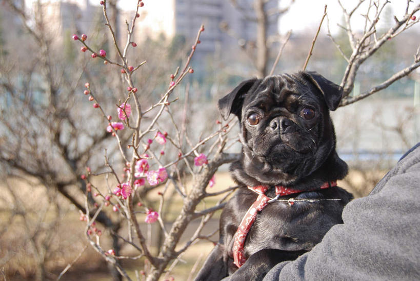 东方人,一个人,站,抱,横图,室外,白天,正面,植物,宠物,狗,亚洲,仅一个男性,仅一个人,一条,阴影,朦胧,模糊,光线,影子,黄种人,树,树木,仅一个年轻男性,绿色,黑色,阳光,自然,动物,站着,可爱,哈巴狗,生长,成长,抱着,搂着,忠诚,巴哥,巴哥犬,男人,男性,年轻男性,亚洲人,犬,搂,搂抱,站立,半身,彩图