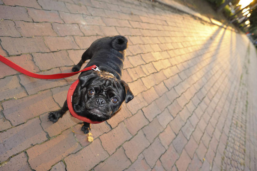 无人,站,横图,俯视,室外,白天,道路,街道,路,公路,宠物,狗,一条,阴影,光线,影子,交通,注视,红色,黑色,阳光,动物,绳子,观察,看,站着,可爱,哈巴狗,观看,绳索,察看,关注,狗链,忠诚,巴哥,巴哥犬,项圈,马路,犬,站立,彩图,高角度拍摄,全身