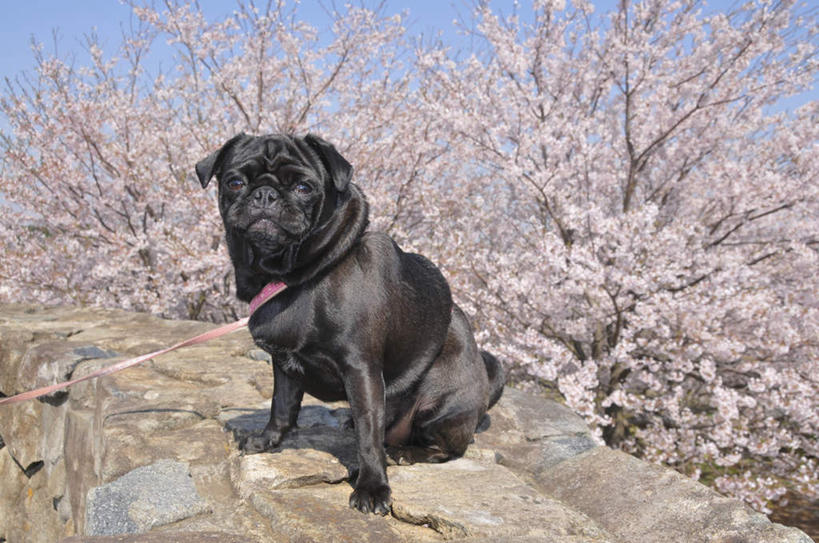 无人,坐,横图,室外,白天,正面,植物,樱花,宠物,狗,一条,许多,阴影,光线,影子,注视,树,树木,粉色,蓝色,绿色,黑色,蓝天,天空,阳光,自然,动物,绳子,天,观察,看,可爱,哈巴狗,生长,成长,观看,绳索,察看,关注,狗链,忠诚,仙樱花,福岛樱,青肤樱,巴哥,巴哥犬,项圈,犬,荆桃,坐着,彩图,全身