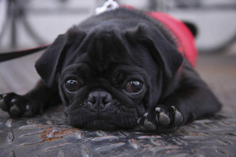 头,无人,横图,室内,特写,白天,正面,地板,宠物,狗,一条,朦胧,模糊,地面,注视,木地板,黑色,动物,观察,看,趴着,可爱,哈巴狗,观看,察看,关注,忠诚,巴哥,巴哥犬,头部,犬,趴,彩图,全身