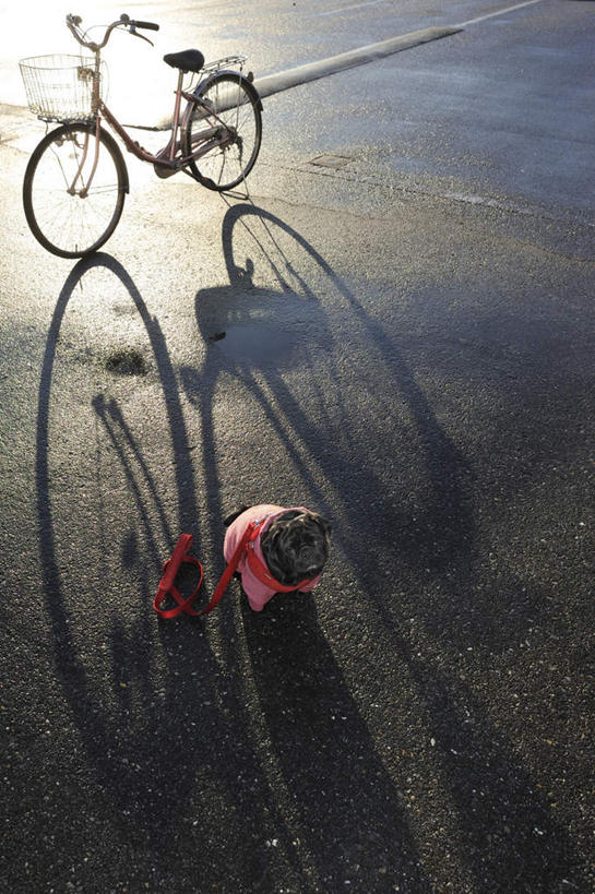 无人,站,竖图,俯视,室外,白天,自行车,宠物,狗,一辆,一条,阴影,服装,光线,影子,注视,车,脚踏车,衣服,红色,黑色,阳光,动物,交通工具,看,站着,可爱,服饰,哈巴狗,关注,载具,忠诚,巴哥,巴哥犬,犬,抬头,仰头,站立,彩图,高角度拍摄,全身