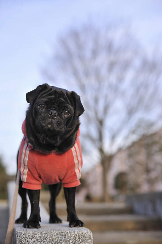 无人,站,竖图,室外,白天,仰视,美景,植物,道路,路,公路,宠物,狗,一条,服装,朦胧,模糊,景观,交通,注视,树,树木,衣服,红色,绿色,黑色,自然,动物,观察,看,站着,景色,可爱,服饰,哈巴狗,生长,成长,观看,察看,关注,自然风光,忠诚,巴哥,巴哥犬,马路,犬,站立,彩图,低角度拍摄,全身