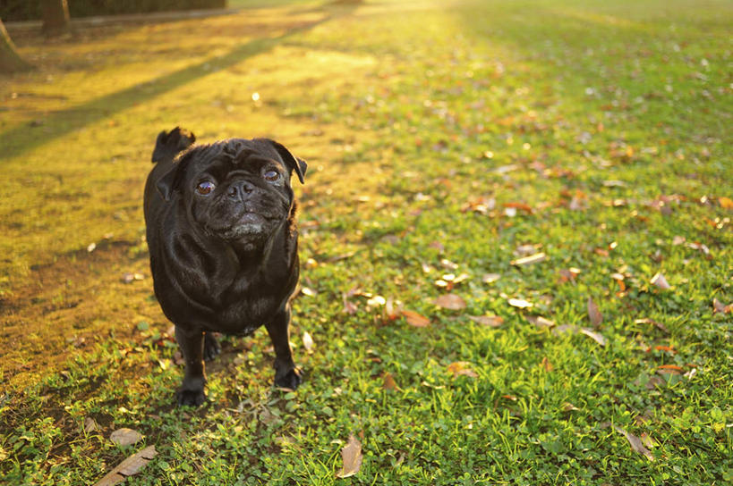 无人,站,横图,俯视,室外,白天,草地,草坪,美景,植物,宠物,狗,一条,服装,景观,注视,草,衣服,红色,绿色,黑色,自然,动物,看,站着,景色,可爱,服饰,哈巴狗,关注,自然风光,忠诚,巴哥,巴哥犬,犬,抬头,仰头,站立,彩图,高角度拍摄,全身