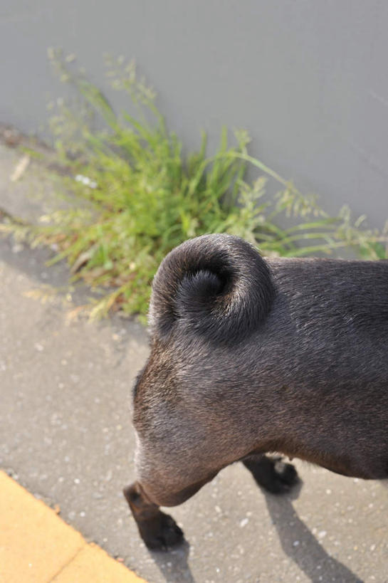 无人,站,竖图,俯视,室外,特写,白天,草地,草坪,植物,道路,街道,路,公路,宠物,狗,一条,阴影,光线,尾巴,影子,交通,草,绿色,黑色,阳光,动物,站着,可爱,哈巴狗,忠诚,巴哥,巴哥犬,马路,犬,站立,半身,彩图,高角度拍摄