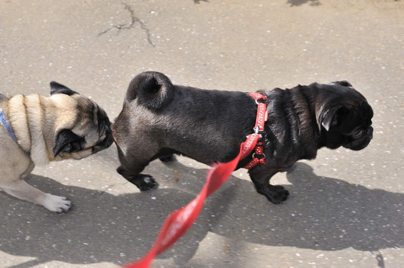 无人,站,走,横图,俯视,室外,白天,道路,路,公路,宠物,狗,两条,阴影,光线,影子,交通,注视,红色,白色,黑色,阳光,动物,绳子,观察,看,站着,可爱,哈巴狗,观看,绳索,察看,关注,狗链,忠诚,巴哥,巴哥犬,项圈,马路,犬,步行,散步,站立,走路,半身,彩图,高角度拍摄