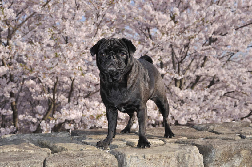 无人,站,横图,室外,白天,正面,植物,道路,街道,路,公路,樱花,宠物,狗,一条,许多,盛开,交通,花蕾,注视,花,花瓣,花朵,鲜花,树,树木,粉色,绿色,黑色,自然,动物,花苞,花蕊,观察,看,站着,可爱,哈巴狗,生长,成长,观看,察看,关注,忠诚,仙樱花,福岛樱,青肤樱,巴哥,巴哥犬,马路,犬,荆桃,站立,彩图,全身