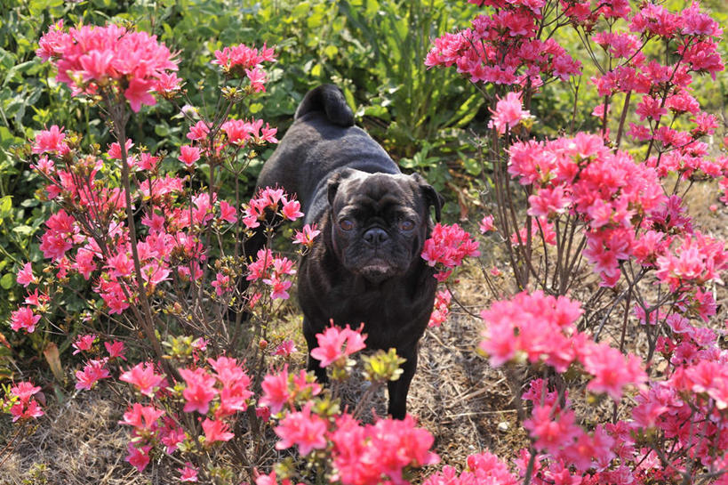 无人,站,横图,俯视,室外,白天,花海,花圃,美景,植物,宠物,狗,叶子,一条,许多,盛开,景观,绿叶,花蕾,注视,花,花瓣,花朵,花卉,鲜花,红色,绿色,黑色,自然,动物,花丛,花田,花苞,花蕊,观察,看,站着,嫩叶,景色,可爱,哈巴狗,生长,成长,观看,察看,关注,自然风光,忠诚,巴哥,巴哥犬,叶,叶片,犬,站立,彩图,高角度拍摄,全身
