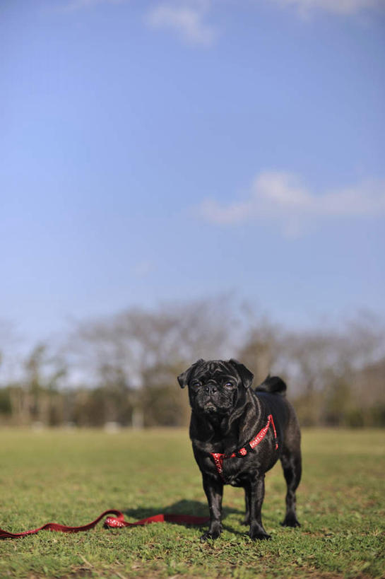 无人,站,竖图,室外,白天,正面,草地,草坪,植物,宠物,狗,一条,阴影,朦胧,模糊,光线,影子,注视,草,树,树木,红色,绿色,黑色,阳光,自然,动物,绳子,观察,看,站着,可爱,哈巴狗,生长,成长,观看,绳索,察看,关注,狗链,忠诚,巴哥,巴哥犬,项圈,犬,站立,彩图,全身