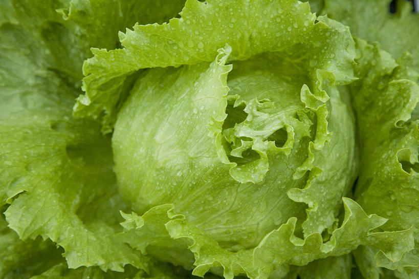 无人,横图,俯视,室内,特写,白天,蔬菜,叶子,新鲜,生菜,莴苣,食品,绿叶,食物,一个,嫩叶,有机食品,绿色食品,单个,春菜,鹅仔菜,莴仔菜,千金菜,叶用莴苣,叶,叶片,彩图,高角度拍摄