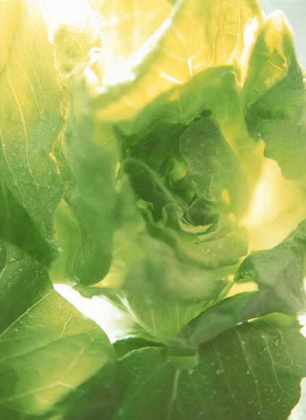 无人,竖图,俯视,室外,特写,白天,水,蔬菜,叶子,阴影,新鲜,光线,液体,影子,水滴,生菜,莴苣,食品,绿叶,食物,绿色,阳光,露珠,嫩叶,有机食品,绿色食品,春菜,鹅仔菜,莴仔菜,千金菜,叶用莴苣,叶,叶片,彩图,高角度拍摄