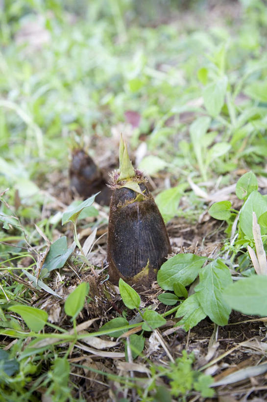 无人,竖图,俯视,室外,特写,白天,旅游,度假,草地,草坪,植物,蔬菜,叶子,阴影,朦胧,模糊,新鲜,光线,影子,竹笋,食品,绿叶,娱乐,笋,草,食物,两个,绿色,阳光,享受,休闲,嫩叶,放松,有机食品,绿色食品,叶,叶片,彩图,高角度拍摄