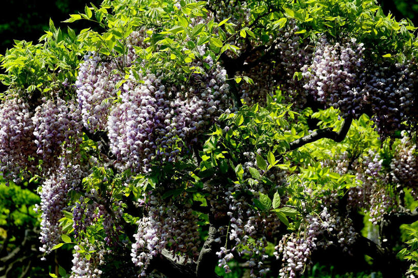 无人,横图,室外,白天,正面,旅游,度假,美景,森林,树林,植物,叶子,阴影,盛开,光线,影子,景观,绿叶,紫藤,花蕾,娱乐,花,花瓣,花朵,鲜花,树,树木,绿色,紫色,阳光,自然,花苞,花蕊,享受,休闲,嫩叶,景色,放松,生长,成长,自然风光,朱藤,藤萝,招藤,招豆藤,叶,叶片,彩图