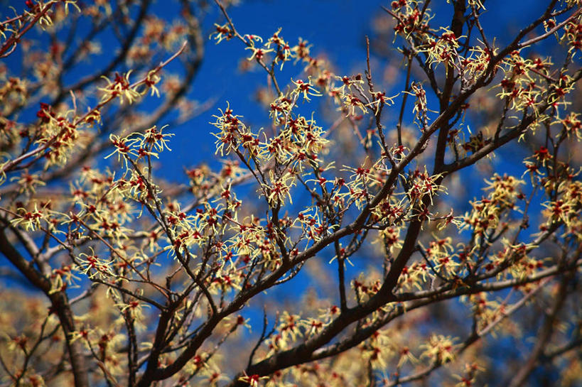 无人,横图,室外,白天,仰视,旅游,度假,美景,森林,树林,植物,叶子,东京,日本,亚洲,阴影,盛开,光线,影子,景观,绿叶,花蕾,娱乐,花,花瓣,花朵,鲜花,树,树木,黄色,蓝色,绿色,蓝天,天空,阳光,自然,天,花苞,花蕊,享受,休闲,嫩叶,景色,放松,生长,晴朗,成长,灵感,自然风光,东亚,本州,万里无云,关东地方,本州岛,日本国,东京都,金缕梅,木里香,牛踏果,叶,叶片,晴空,晴空万里,彩图,低角度拍摄