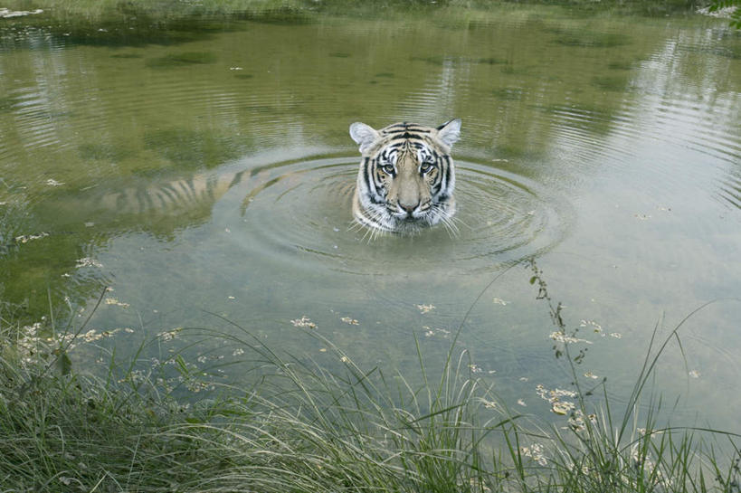 游泳,无人,横图,俯视,室外,白天,旅游,度假,草地,草坪,河流,美景,水,植物,野生动物,尼泊尔,亚洲,阴影,波纹,条纹,光线,影子,河水,景观,水流,涟漪,注视,娱乐,草,一只,绿色,白色,倒影,水纹,阳光,自然,动物,波浪,观察,看,享受,休闲,景色,放松,可爱,活泼,观看,察看,倒映,关注,自然风光,孟加拉虎,南亚,尼泊尔王国,水晕,反照,老虎,半身,彩图,高角度拍摄