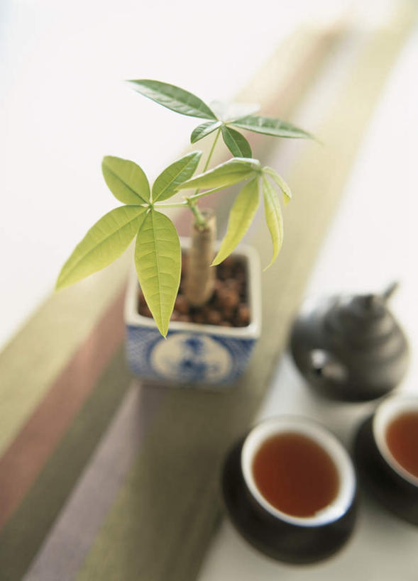 无人,竖图,俯视,室内,白天,植物,茶,桌面,杯子,叶子,阴影,光线,壶,盆栽,液体,影子,茶道,绿叶,盆景,文化,幼苗,水壶,一个,绿色,阳光,自然,茶壶,水杯,嫩叶,生长,单个,成长,生机,希望,茶艺,环境,东亚文化,礼法,修行,栗树,叶,叶片,茶杯,彩图,高角度拍摄,茶文化