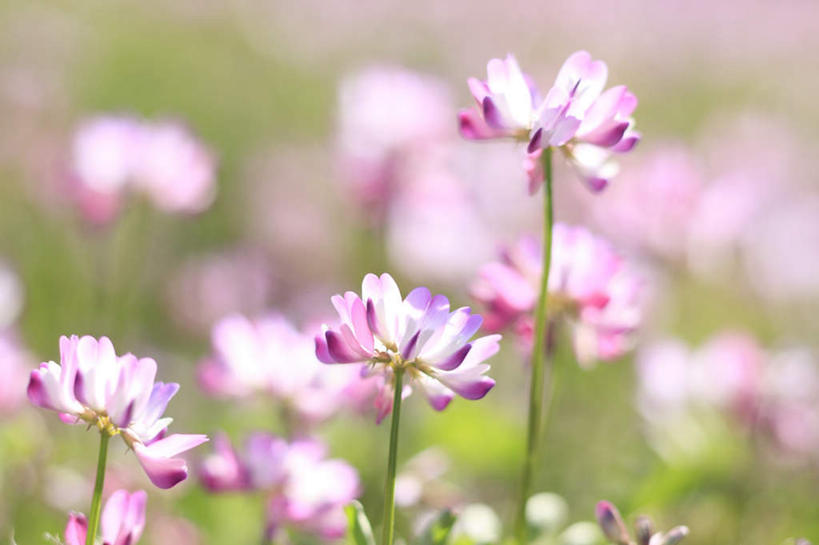 无人,横图,俯视,室外,特写,白天,旅游,度假,草地,草坪,美景,植物,日本,亚洲,阴影,朦胧,模糊,盛开,光线,影子,景观,花蕾,娱乐,草,花,花瓣,花朵,鲜花,粉色,绿色,阳光,自然,花苞,花蕊,享受,休闲,景色,放松,自然风光,东亚,紫云英,红花草,本州,本州岛,日本国,中部地方,山梨,山梨县,翘摇,彩图,高角度拍摄