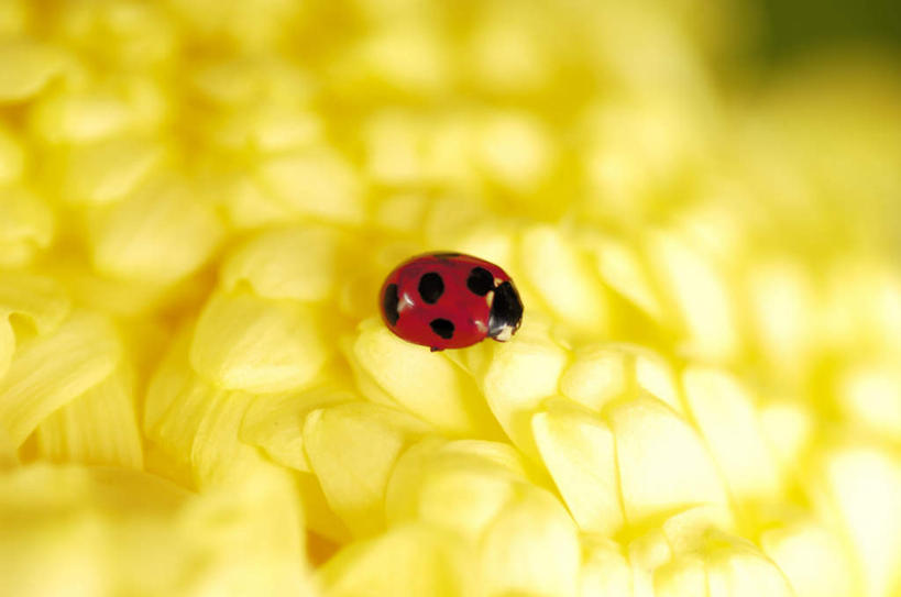 无人,横图,俯视,室外,白天,爱情,旅游,度假,美景,瓢虫,长野县,日本,亚洲,阴影,盛开,光线,昆虫,影子,斑点,景观,花蕾,娱乐,花,花瓣,花朵,鲜花,一朵,一只,红色,阳光,自然,动物,花苞,花蕊,趴着,享受,休闲,菊花,景色,放松,吉祥,自然风光,益虫,东亚,本州,本州岛,日本国,中部地方,长野,高洁,长寿,怀恋,清净,真情,寿客,秋菊,七星瓢虫,花大姐,趴,彩图,高角度拍摄