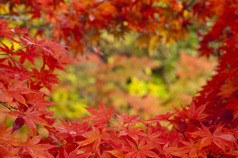 无人,横图,室外,白天,正面,旅游,度假,草地,草坪,美景,植物,叶子,日本,亚洲,阴影,朦胧,模糊,光线,影子,圆圈,景观,枫叶,枯叶,落叶,娱乐,草,树,树木,一个,黄色,红色,绿色,阳光,自然,享受,休闲,景色,放松,生长,单个,成长,枫树叶,自然风光,东亚,本州,本州岛,日本国,岩手,岩手县,东北地方,叶,叶片,彩图