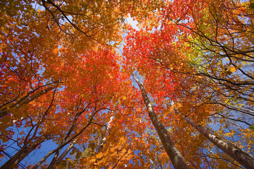 无人,横图,室外,白天,仰视,旅游,度假,美景,植物,叶子,日本,亚洲,阴影,光线,影子,景观,云,云朵,枫叶,枯叶,落叶,云彩,娱乐,树,树木,黄色,红色,蓝色,绿色,白云,蓝天,天空,阳光,自然,天,享受,休闲,景色,放松,遮,遮掩,生长,成长,枫树叶,掩盖,遮挡,自然风光,东亚,遮盖,本州,本州岛,日本国,岩手,岩手县,东北地方,掩饰,叶,叶片,彩图,低角度拍摄