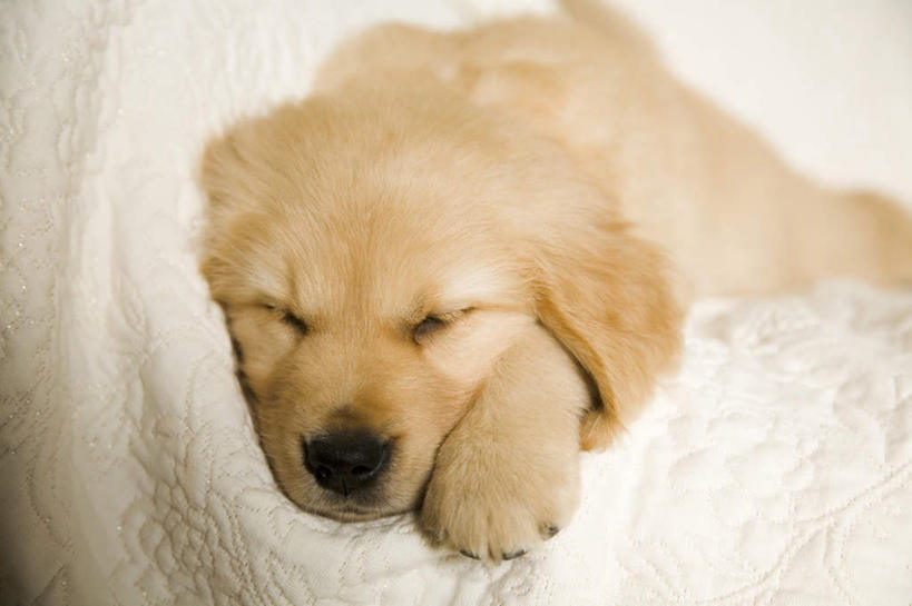 无人,闭眼,睡,横图,俯视,室内,白天,宠物,狗,阴影,光线,影子,金毛犬,一只,黄色,阳光,动物,靠,靠着,趴着,倚靠,可爱,金毛,倚着,寻回犬,金毛寻回犬,忠诚,犬,闭眼睛,闭着眼,闭着眼睛,困,困觉,趴,寝息,睡觉,彩图,高角度拍摄