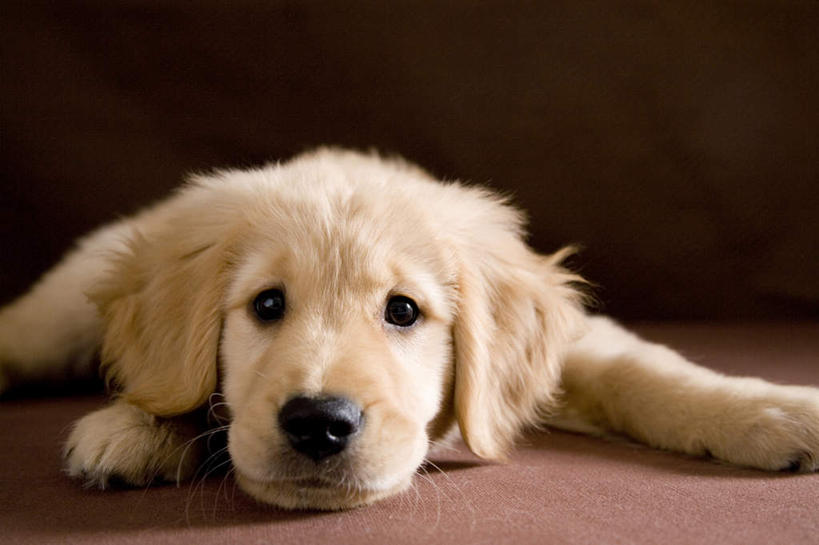 无人,横图,室内,白天,正面,宠物,狗,阴影,光线,瓷砖,地砖,影子,地面,注视,金毛犬,一只,黄色,阳光,动物,观察,看,趴着,可爱,迷茫,金毛,观看,察看,关注,寻回犬,金毛寻回犬,忠诚,犬,趴,彩图