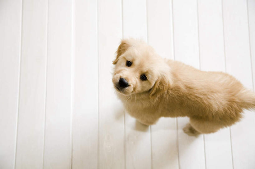 无人,站,横图,俯视,室内,白天,地板,宠物,狗,阴影,条纹,光线,影子,地面,注视,金毛犬,木地板,一只,黄色,阳光,动物,观察,看,站着,可爱,金毛,观看,察看,关注,寻回犬,金毛寻回犬,忠诚,犬,抬头,仰头,站立,彩图,高角度拍摄,全身