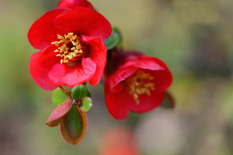 无人,横图,俯视,室外,白天,旅游,度假,美景,阴影,盛开,光线,影子,景观,梅花,枝条,花蕾,娱乐,花,花瓣,花朵,鲜花,红色,阳光,自然,花苞,花蕊,享受,休闲,景色,放松,高雅,坚强,自然风光,梅,红梅,彩图,高角度拍摄