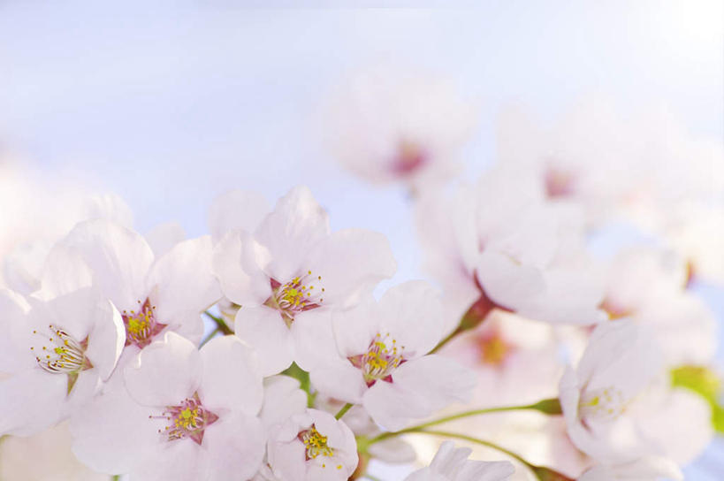 无人,横图,室外,特写,白天,正面,旅游,度假,美景,北海道,日本,亚洲,许多,阴影,朦胧,模糊,盛开,光线,影子,景观,花蕾,娱乐,花,花瓣,花朵,鲜花,蓝色,白色,蓝天,天空,阳光,自然,天,花苞,花蕊,享受,休闲,景色,放松,晴朗,自然风光,东亚,万里无云,札幌,日本国,北海道地方,北海道岛,县厅,晴空,晴空万里,彩图,札幌市