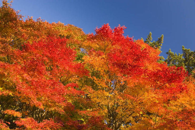 无人,横图,室外,白天,仰视,旅游,度假,美景,枫树,叶子,秋田县,日本,亚洲,许多,朦胧,模糊,景观,枫叶,枯叶,落叶,娱乐,黄色,红色,蓝色,蓝天,天空,自然,天,享受,休闲,景色,放松,晴朗,枫树叶,枫,自然风光,东亚,本州,万里无云,本州岛,日本国,秋田,东北地方,槭树,糖槭,叶,叶片,晴空,晴空万里,彩图,低角度拍摄