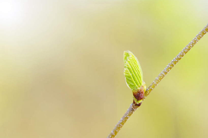 无人,横图,室外,特写,白天,正面,美景,植物,北海道,日本,亚洲,朦胧,模糊,景观,树芽,枝条,一个,绿色,自然,嫩芽,景色,生长,单个,成长,生机,希望,新生,自然风光,东亚,札幌,日本国,北海道地方,北海道岛,县厅,幼芽,彩图,札幌市