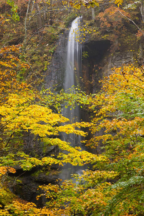 无人,竖图,室外,白天,正面,旅游,度假,美景,瀑布,树林,水,植物,日本,亚洲,飞溅,朦胧,模糊,溅,液体,景观,水滴,娱乐,水珠,树,树木,绿色,自然,享受,休闲,景色,放松,生长,成长,喷洒,自然风光,东亚,本州,本州岛,日本国,青森,青森县,东北地方,奥入濑溪谷,十和田市,跌水,彩图