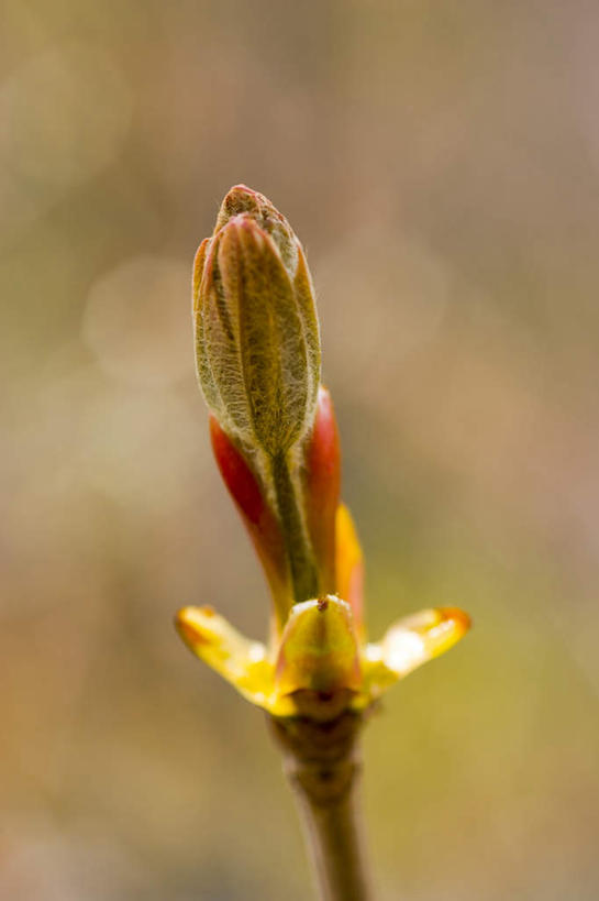 无人,竖图,俯视,室外,特写,白天,旅游,度假,美景,植物,日本,亚洲,阴影,朦胧,模糊,光线,影子,景观,娱乐,幼苗,一个,绿色,阳光,自然,享受,休闲,景色,放松,生长,单个,成长,自然风光,东亚,本州,本州岛,日本国,青森,青森县,东北地方,幼芽,十和田市,彩图,高角度拍摄