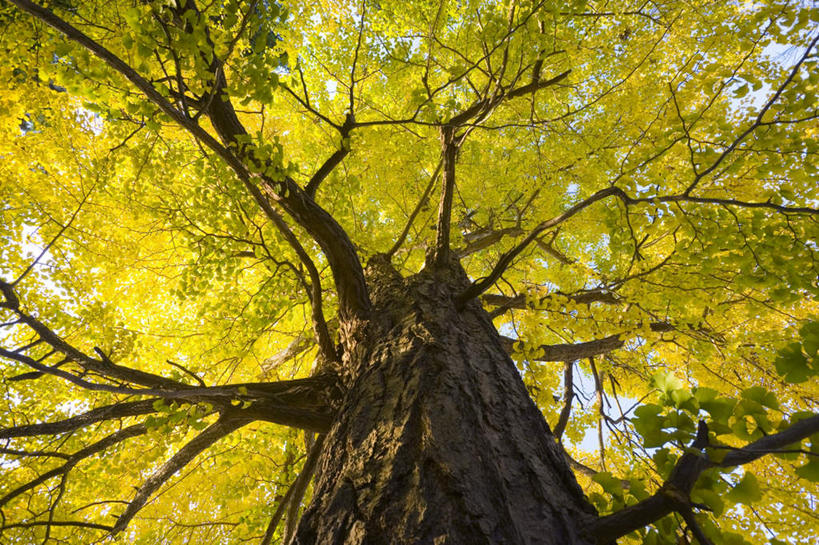 无人,横图,室外,白天,仰视,旅游,度假,美景,秋季,植物,银杏树,日本,亚洲,一棵,朦胧,模糊,景观,枝条,娱乐,树,树干,树木,树枝,蓝色,绿色,蓝天,天空,自然,天,享受,休闲,景色,放松,生长,晴朗,成长,自然风光,东亚,本州,万里无云,本州岛,日本国,青森,青森县,东北地方,鸭脚树,晴空,晴空万里,秋,秋天,银杏,公孙树,白果,彩图,低角度拍摄