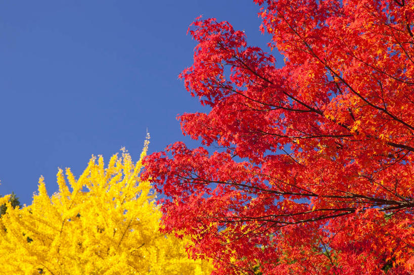 无人,横图,室外,白天,仰视,旅游,度假,美景,枫树,叶子,秋田县,日本,亚洲,朦胧,模糊,景观,枫叶,枯叶,落叶,娱乐,黄色,红色,蓝色,蓝天,天空,自然,天,享受,休闲,景色,放松,晴朗,枫树叶,枫,自然风光,东亚,本州,万里无云,本州岛,日本国,秋田,东北地方,槭树,糖槭,叶,叶片,晴空,晴空万里,彩图,低角度拍摄