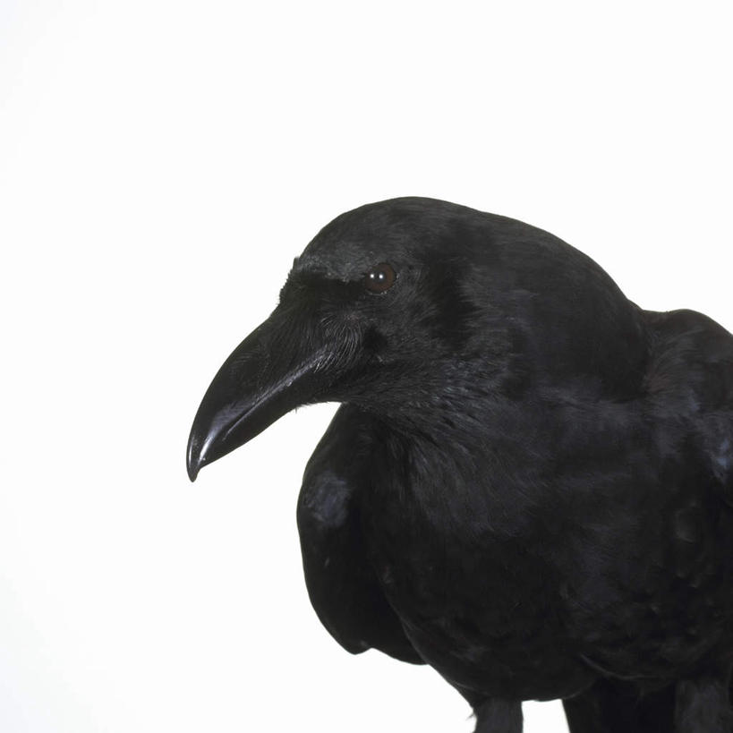 无人,站,方图,室内,特写,白天,白色背景,正面,鸟,鸟类,注视,一只,观察,看,站着,摄影,影棚,观看,乌鸦,死亡,吉祥,察看,关注,不祥,楚乌,老鸹,厄运,恐惧,站立,半身,彩图,影棚拍摄,拍摄