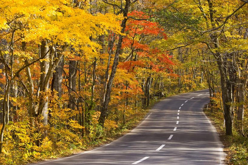 无人,横图,室外,白天,正面,旅游,度假,美景,树林,植物,道路,路,公路,日本,亚洲,一排,许多,阴影,朦胧,模糊,整齐,光线,影子,景观,分界线,停车线,交通,娱乐,树,树木,排列,绿色,阳光,自然,享受,休闲,景色,放松,生长,成长,车行道,车行道分界线,队列,自然风光,标线,东亚,车行线,本州,本州岛,日本国,青森,青森县,东北地方,十和田市,马路,彩图