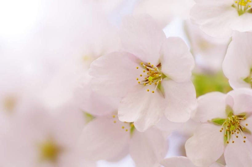 无人,横图,室外,特写,白天,正面,樱花,静物,北海道,日本,亚洲,许多,朦胧,模糊,盛开,花蕾,花,花瓣,花朵,鲜花,白色,花苞,花蕊,东亚,札幌,日本国,北海道地方,北海道岛,仙樱花,福岛樱,青肤樱,县厅,荆桃,彩图,札幌市