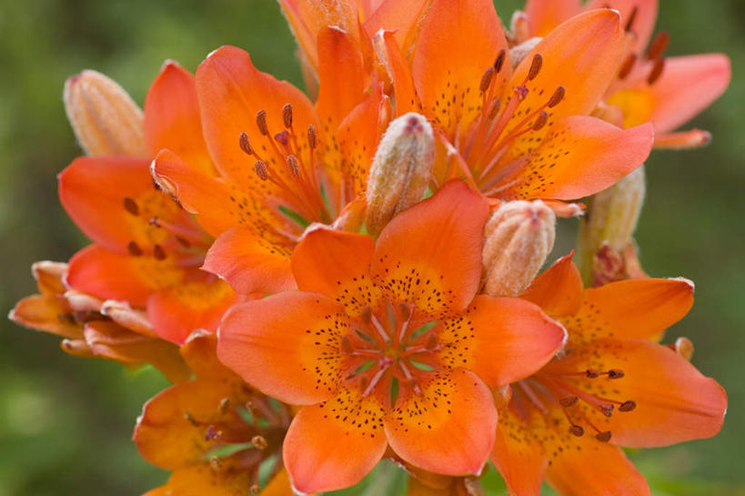 无人,横图,俯视,室外,特写,白天,旅游,度假,美景,百合花,许多,阴影,朦胧,模糊,盛开,光线,影子,景观,花蕾,娱乐,花,花瓣,花朵,鲜花,阳光,自然,花苞,花蕊,享受,休闲,橙色,景色,放松,自然风光,强瞿,百合蒜,倒仙,番韭,山丹,彩图,高角度拍摄