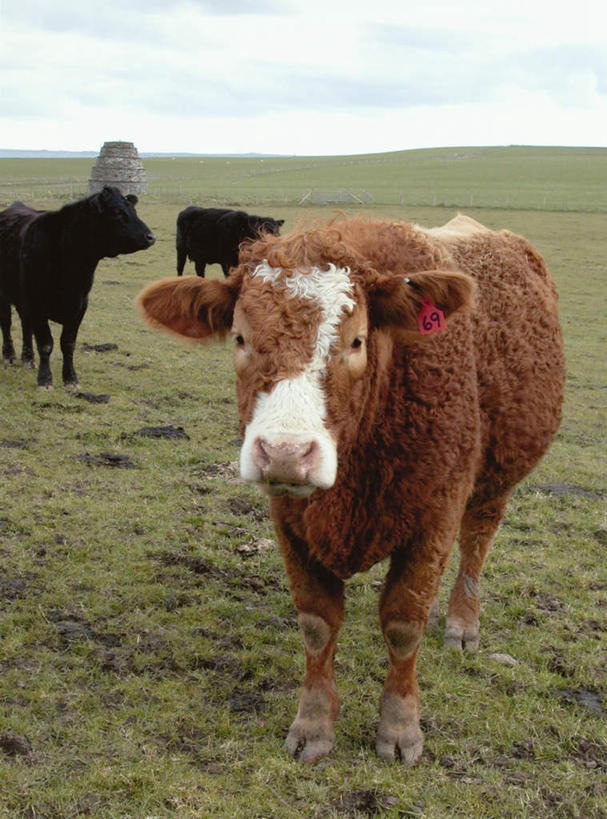 无人,站,竖图,室外,白天,正面,旅游,度假,草地,草坪,美景,植物,牛,英国,欧洲,朦胧,模糊,景观,注视,娱乐,草,绿色,自然,动物,观察,看,站着,享受,休闲,家畜,景色,放松,牲畜,三头,观看,察看,西欧,关注,自然风光,大不列颠,威尔士,大不列颠及北爱尔兰联合王国,大不列颠联合王国,日不落英帝国,站立,半身,彩图