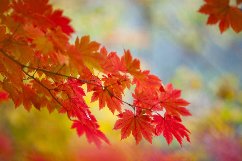 无人,横图,室外,特写,白天,正面,旅游,度假,草地,草坪,美景,秋季,森林,树林,植物,静物,叶子,日本,亚洲,许多,阴影,朦胧,模糊,光线,影子,景观,枫叶,枯叶,落叶,娱乐,草,树,树木,黄色,红色,绿色,阳光,自然,享受,休闲,景色,放松,生长,成长,枫树叶,自然风光,东亚,本州,本州岛,日本国,青森,青森县,东北地方,叶,叶片,秋,秋天,彩图