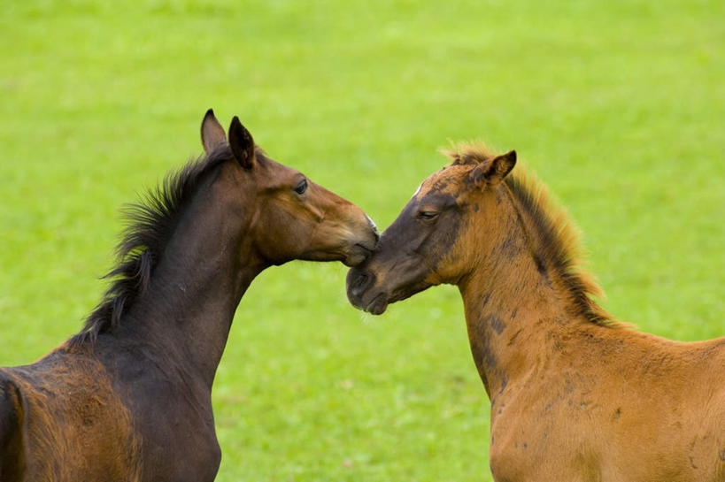 无人,站,横图,室外,白天,侧面,旅游,度假,草地,草坪,美景,植物,马,野生动物,北海道,日本,亚洲,阴影,朦胧,模糊,光线,影子,景观,娱乐,相视,草,绿色,阳光,自然,动物,站着,享受,休闲,面对面,景色,放松,运输,牲畜,对视,两匹,自然风光,相对,东亚,相看,日本国,北海道地方,北海道岛,站立,半身,彩图