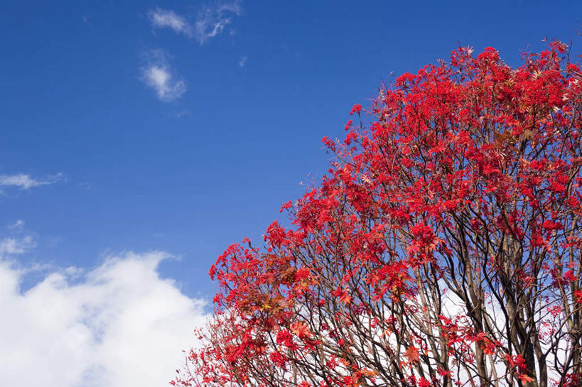 无人,横图,室外,白天,仰视,旅游,度假,美景,树林,植物,枫树,日本,亚洲,朦胧,模糊,景观,云,云朵,云彩,娱乐,树,树木,蓝色,绿色,白云,蓝天,天空,自然,天,享受,休闲,景色,放松,生长,晴朗,成长,自然风光,东亚,本州,本州岛,日本国,青森,青森县,东北地方,槭树,鸡爪槭,晴空,鸡爪枫,彩图,低角度拍摄